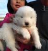 samoyed puppy for sale 