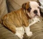 english bulldog for sale